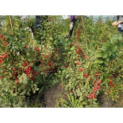 鈣果 農(nóng)大6號樹苗果樹苗木【郵政發(fā)貨、10棵起發(fā)貨】