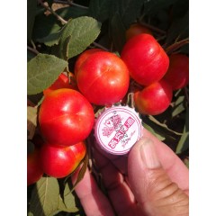 鈣果 農(nóng)大6號樹苗果樹苗木【郵政發(fā)貨、10棵起發(fā)貨】