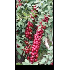 農(nóng)大鈣果4號(hào)果樹(shù)苗木【郵政發(fā)貨、10棵起發(fā)貨】