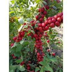 農(nóng)大鈣果4號(hào)果樹(shù)苗木【郵政發(fā)貨、10棵起發(fā)貨】