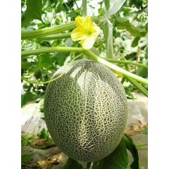 一只長在吐魯番的哈密瓜，西州蜜25號又叫“酥蜜25號”濃郁香甜，甜度驚人?。。? width=