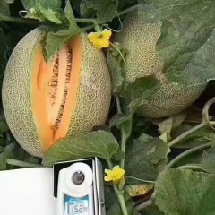 一只長在吐魯番的哈密瓜，西州蜜25號又叫“酥蜜25號”濃郁香甜，甜度驚人?。?！