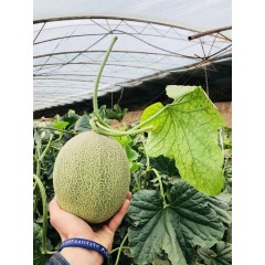 一只長在吐魯番的哈密瓜，西州蜜25號又叫“酥蜜25號”濃郁香甜，甜度驚人！??！