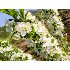 農(nóng)大鈣果苗木農(nóng)大4號、農(nóng)大6號、’‘農(nóng)大7號’樹苗【郵政發(fā)貨、10棵起發(fā)貨】
