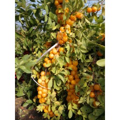 農(nóng)大鈣果苗木農(nóng)大4號、農(nóng)大6號、’‘農(nóng)大7號’樹苗【郵政發(fā)貨、10棵起發(fā)貨】