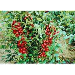 農(nóng)大鈣果苗木農(nóng)大4號、農(nóng)大6號、’‘農(nóng)大7號’樹苗【郵政發(fā)貨、10棵起發(fā)貨】