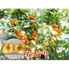 農(nóng)大鈣果苗木農(nóng)大4號、農(nóng)大6號、’‘農(nóng)大7號’樹苗【郵政發(fā)貨、10棵起發(fā)貨】