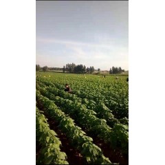 蘇子訂單農(nóng)業(yè) 訂單種植 蘇子葉、蘇子籽 回收收購