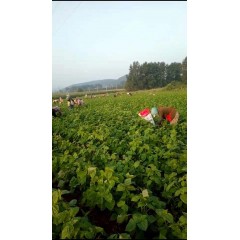 蘇子訂單農(nóng)業(yè) 訂單種植 蘇子葉、蘇子籽 回收收購
