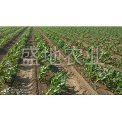 盛地農業(yè) 品字型玉米輕型免耕播種機